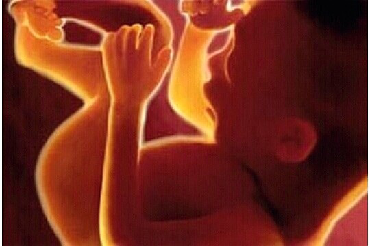 baby in womb