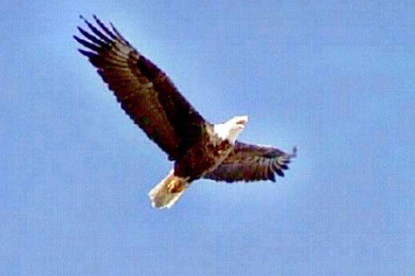 An Eagle Circling or Soaring