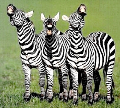 three zebras who are in the zone