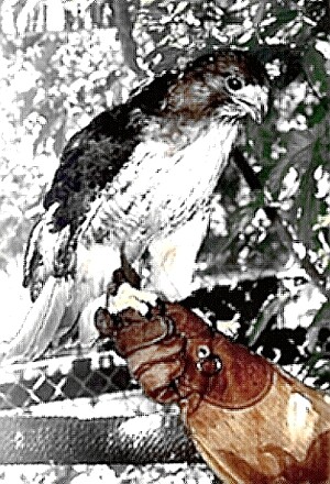 Redtail Hawk - commonly known as Chicken Hawk