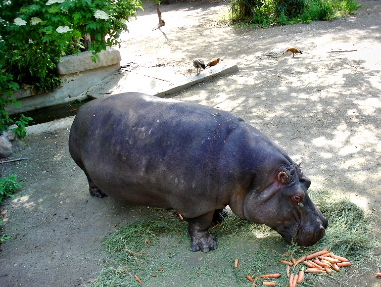 Hippopotamus eating grass & carrots