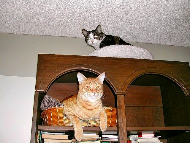 Hunter and Joey in their penthouse