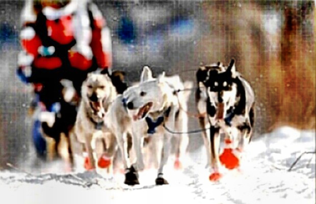 Iditarod Huskies