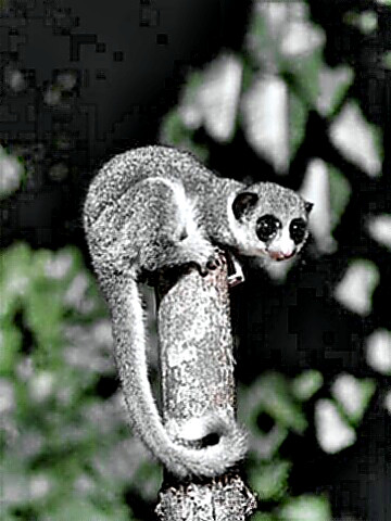 a greater dwarf lemur