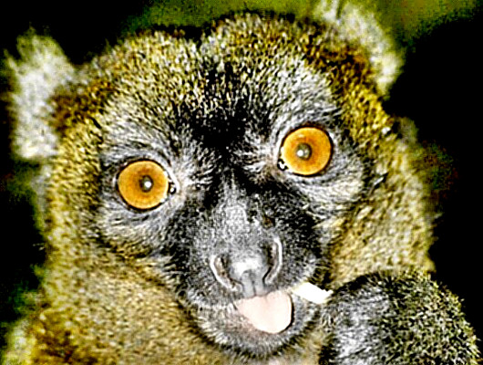 Lemur - a headshot