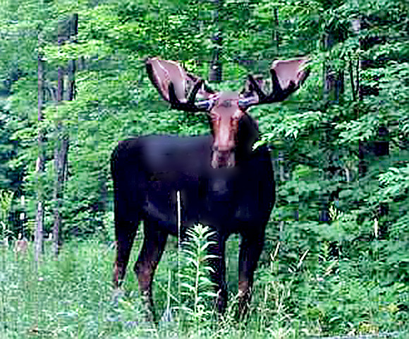 moose