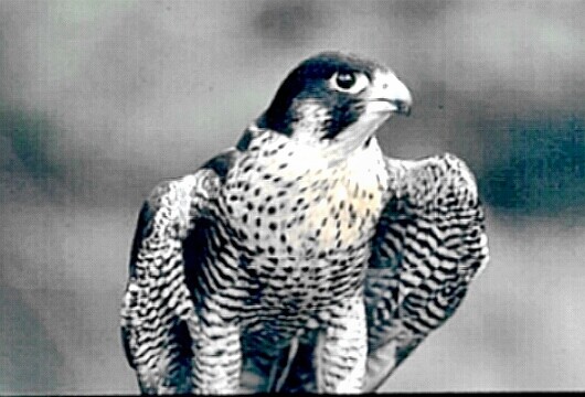 perigrine falcon