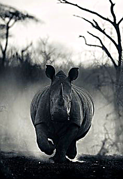 Rhino charging