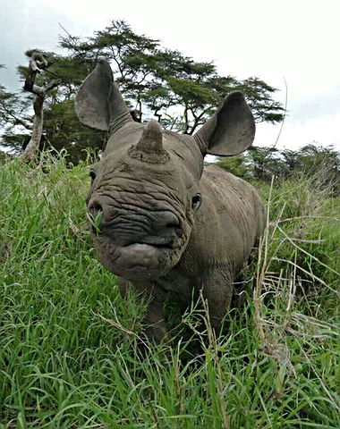 Baby Rhino