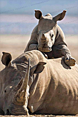 Mother Rhino with Baby Rhino