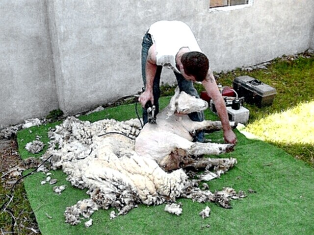 shearing a sheep