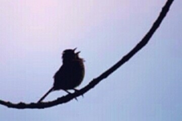 sparrow